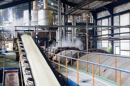 Sugar Plant